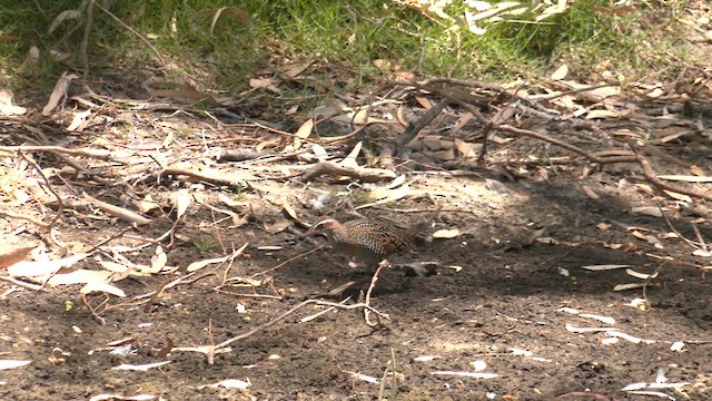 Buff-banded Rail - ML614437872