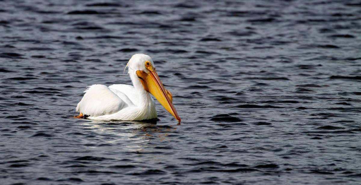 American White Pelican - ML614437991