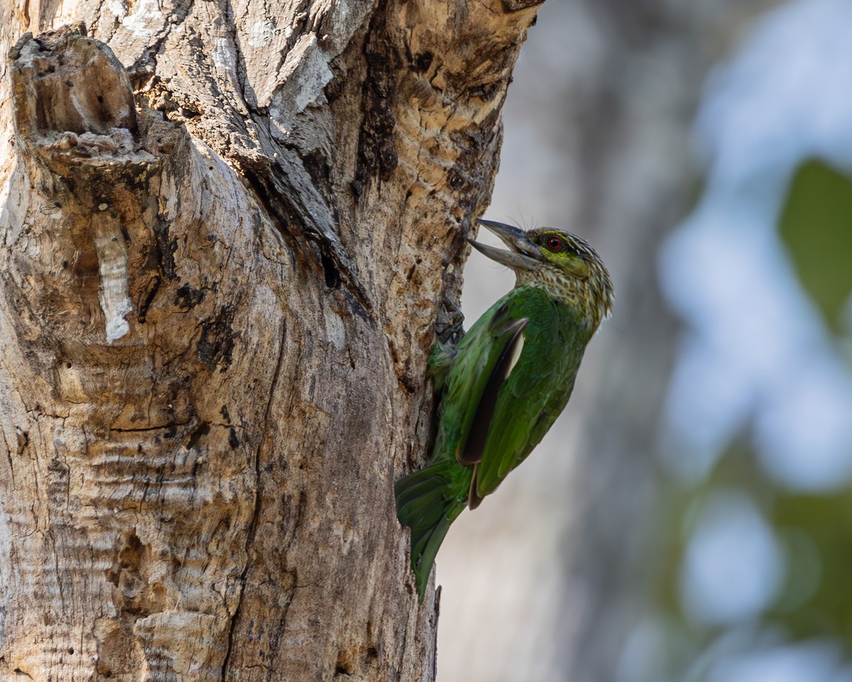 Green-eared Barbet - ML614437995