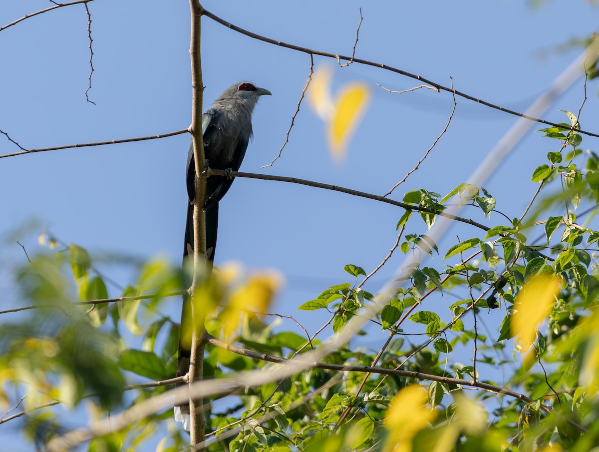 Green-billed Malkoha - ML614438137