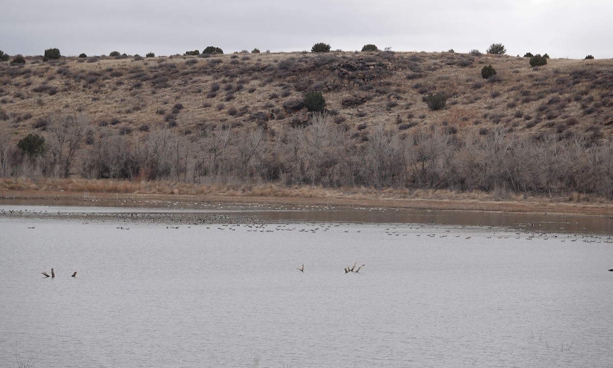 Common Merganser - ML614438138