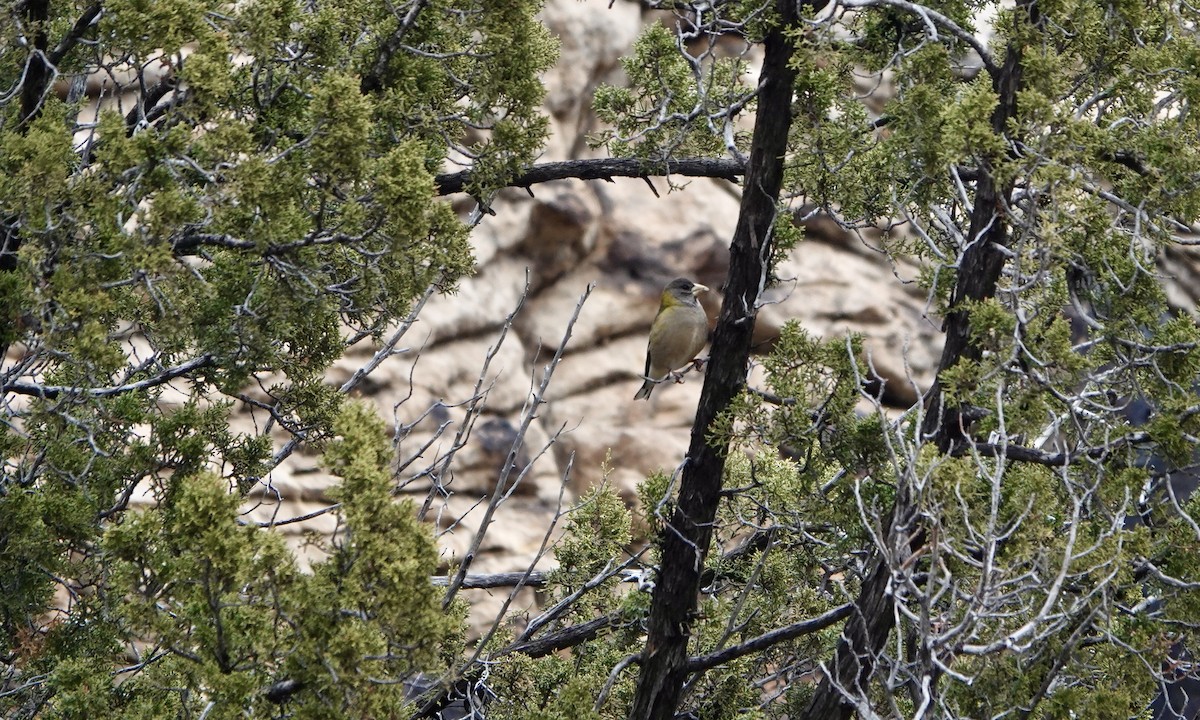 Evening Grosbeak - ML614438157