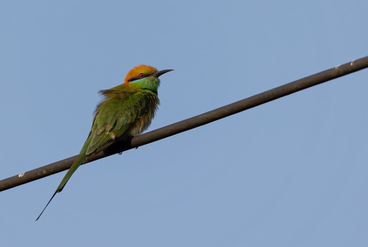 Asian Green Bee-eater - ML614438176