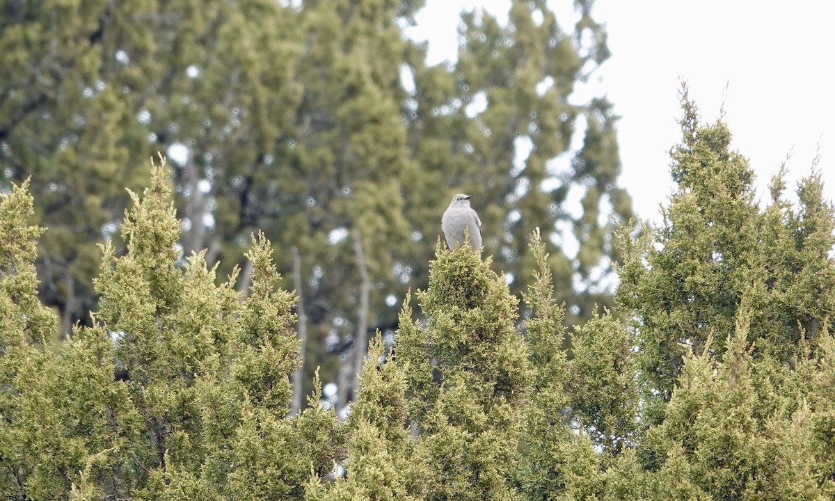 Townsend's Solitaire - ML614438179