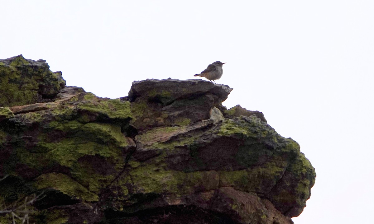 Rock Wren - ML614438184