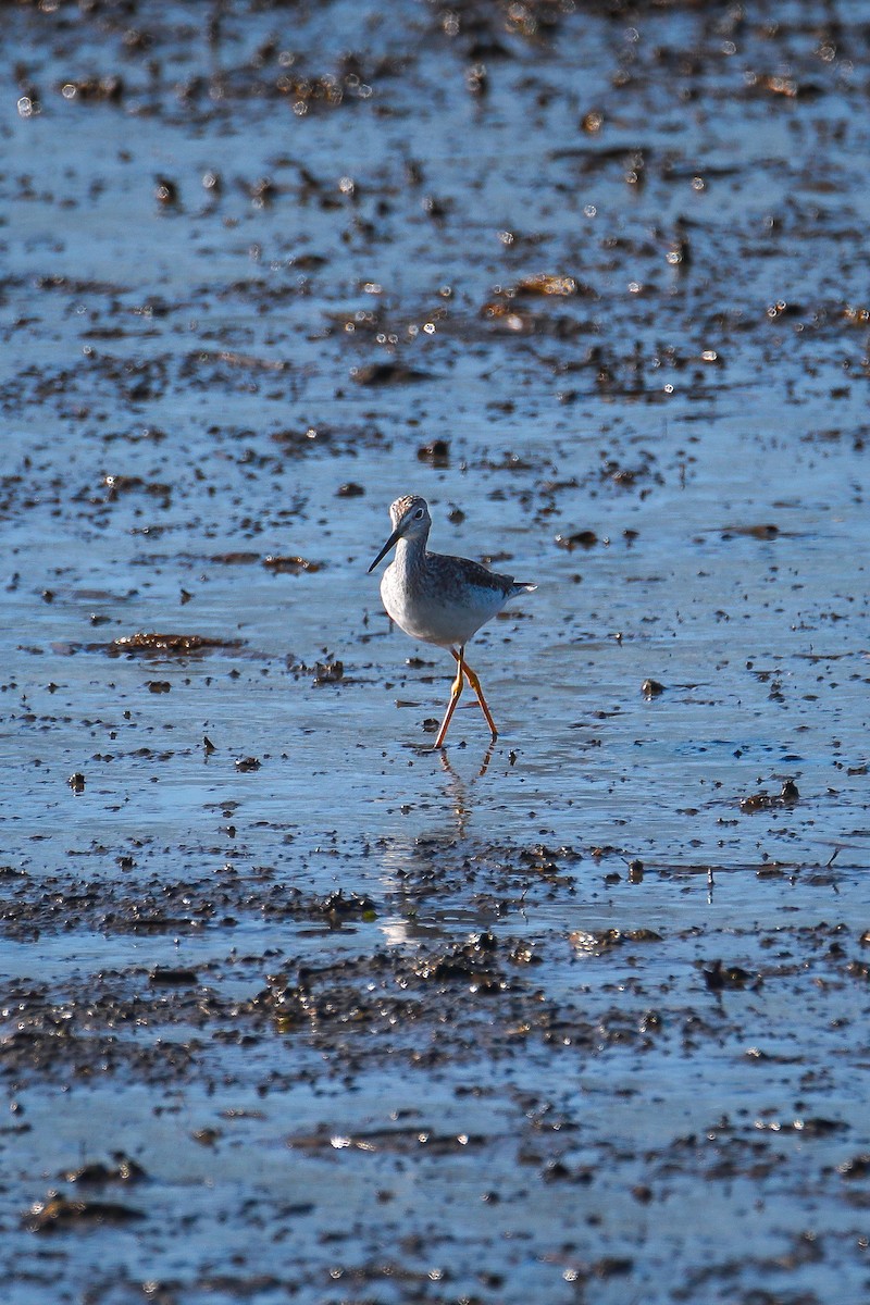 Greater Yellowlegs - ML614438247