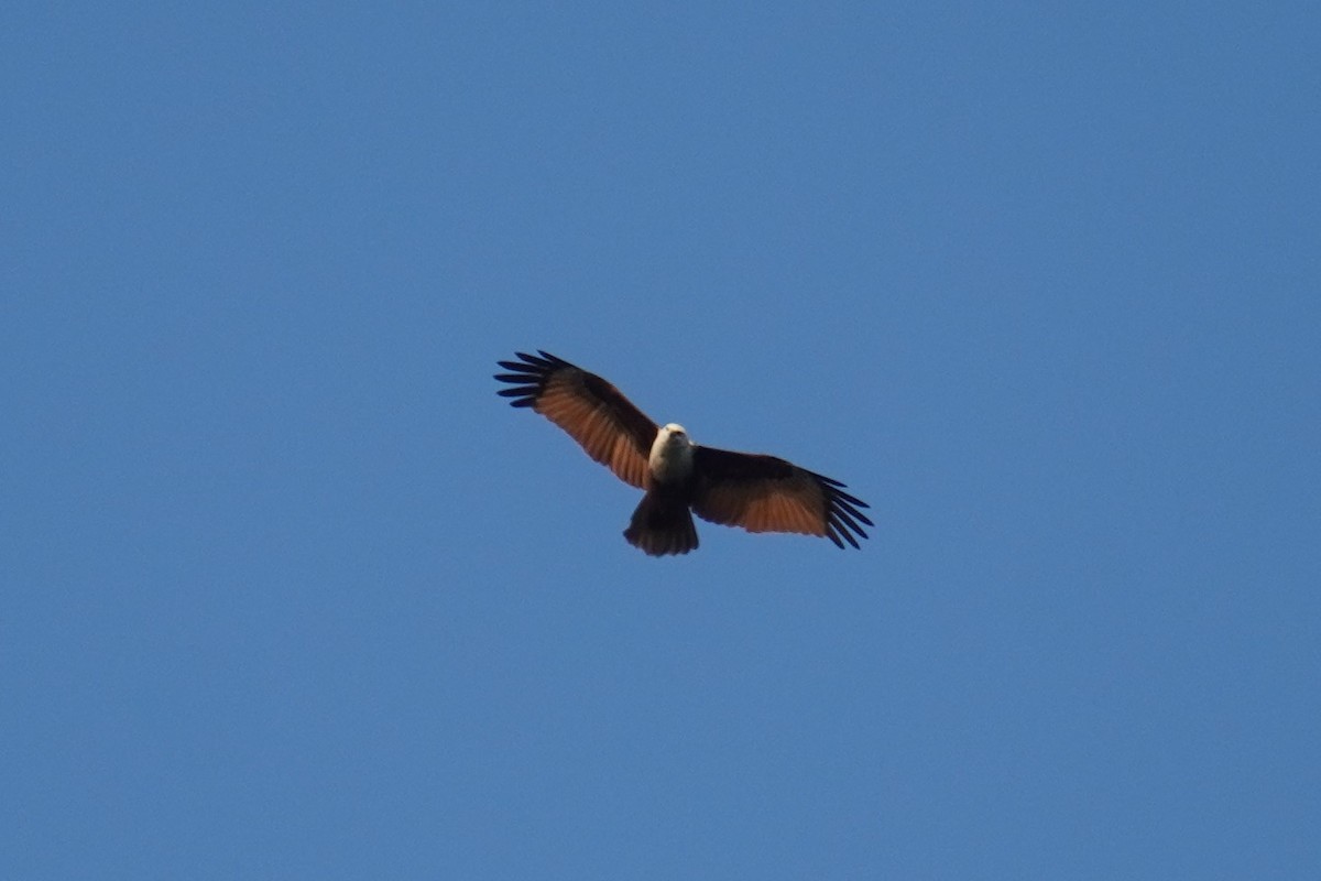 Brahminy Kite - ML614438292