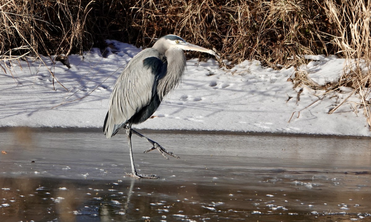 Great Blue Heron - ML614438298