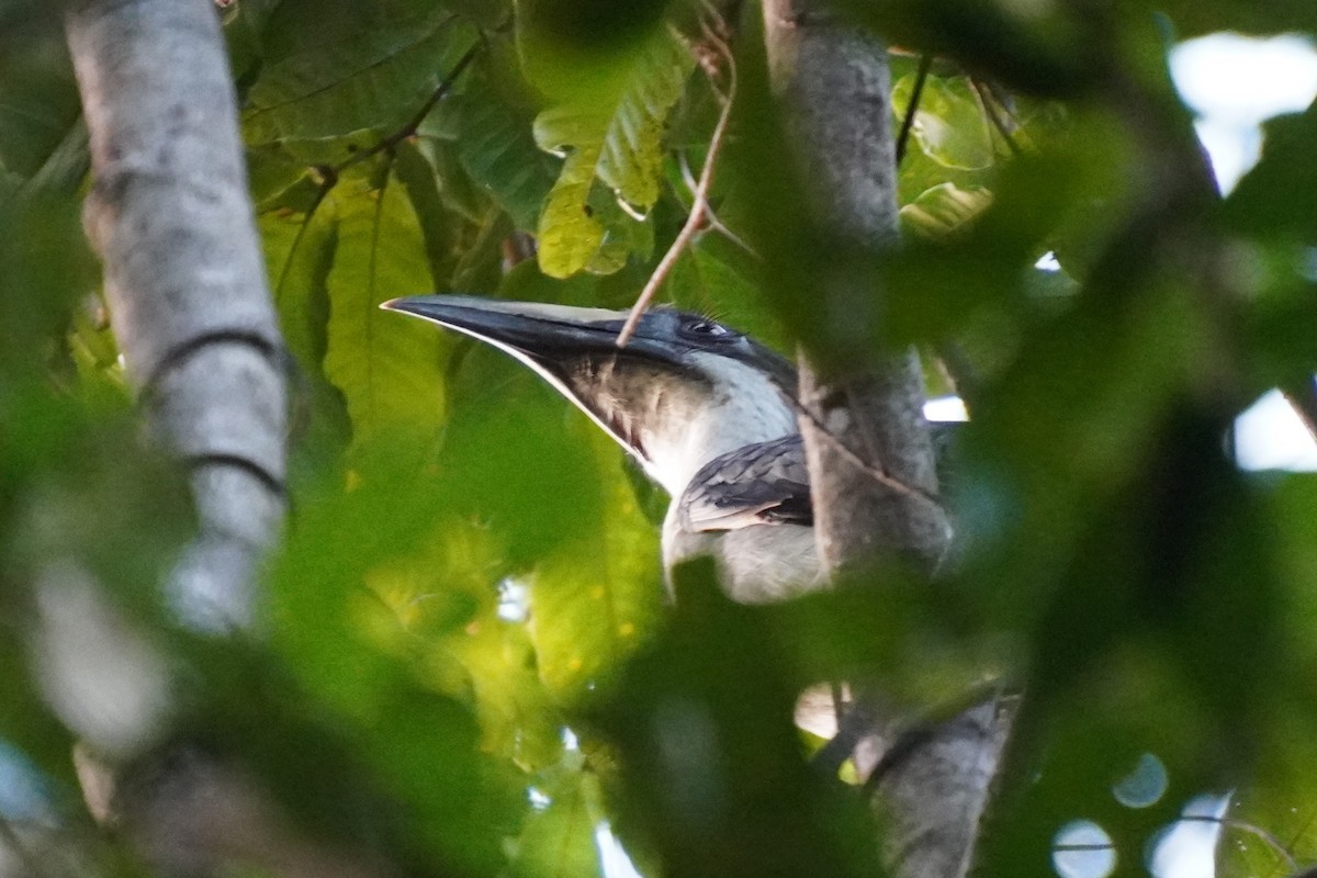 Sri Lanka Gray Hornbill - ML614438305