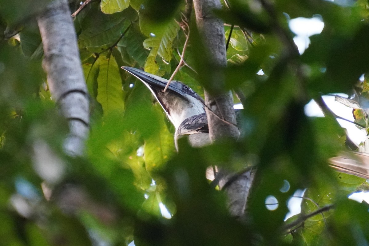 Sri Lanka Gray Hornbill - ML614438306