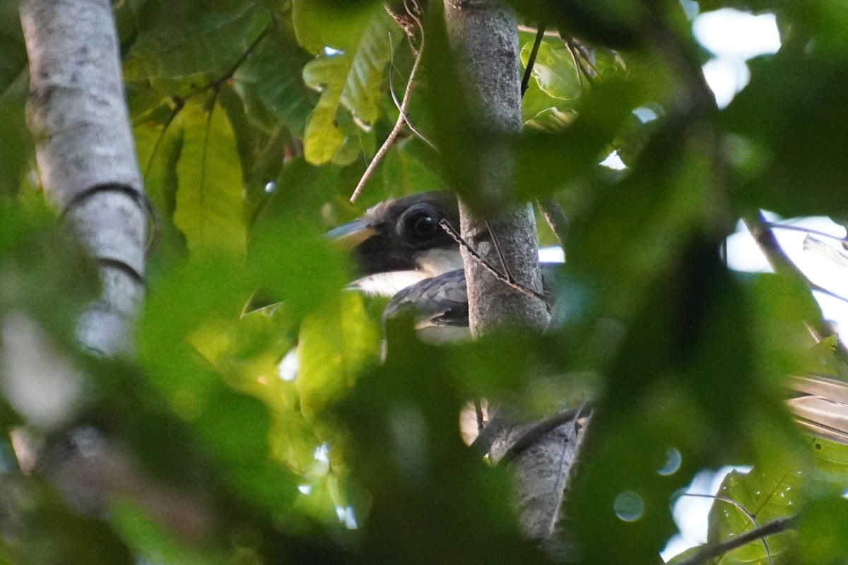 Sri Lanka Gray Hornbill - ML614438307