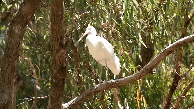 Yellow-billed Spoonbill - ML614438311