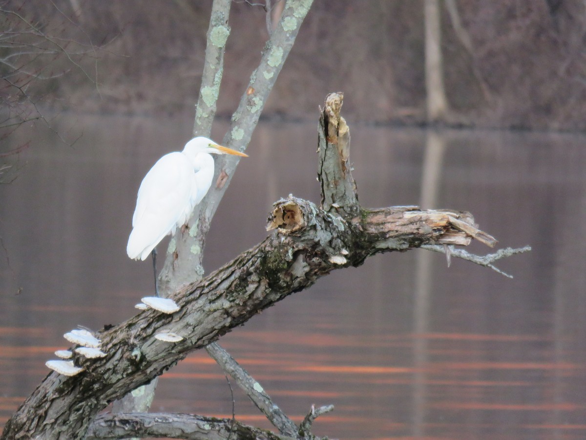 Great Egret - ML614438312