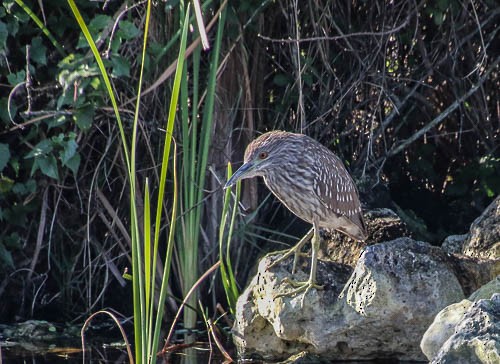 Black-crowned Night Heron - ML614438323