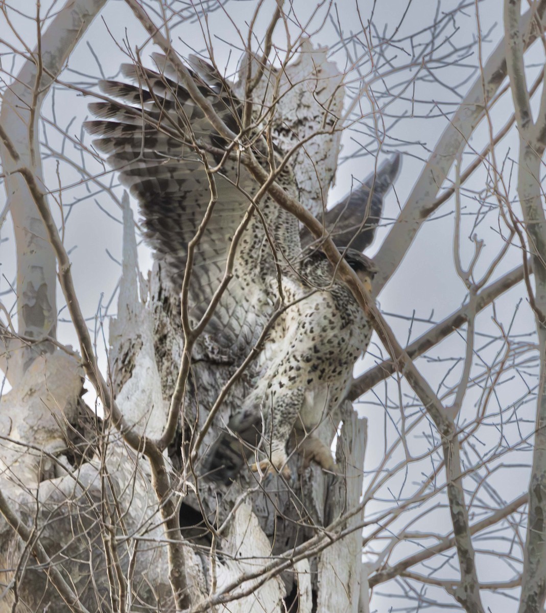 Spot-bellied Eagle-Owl - mark cavallo