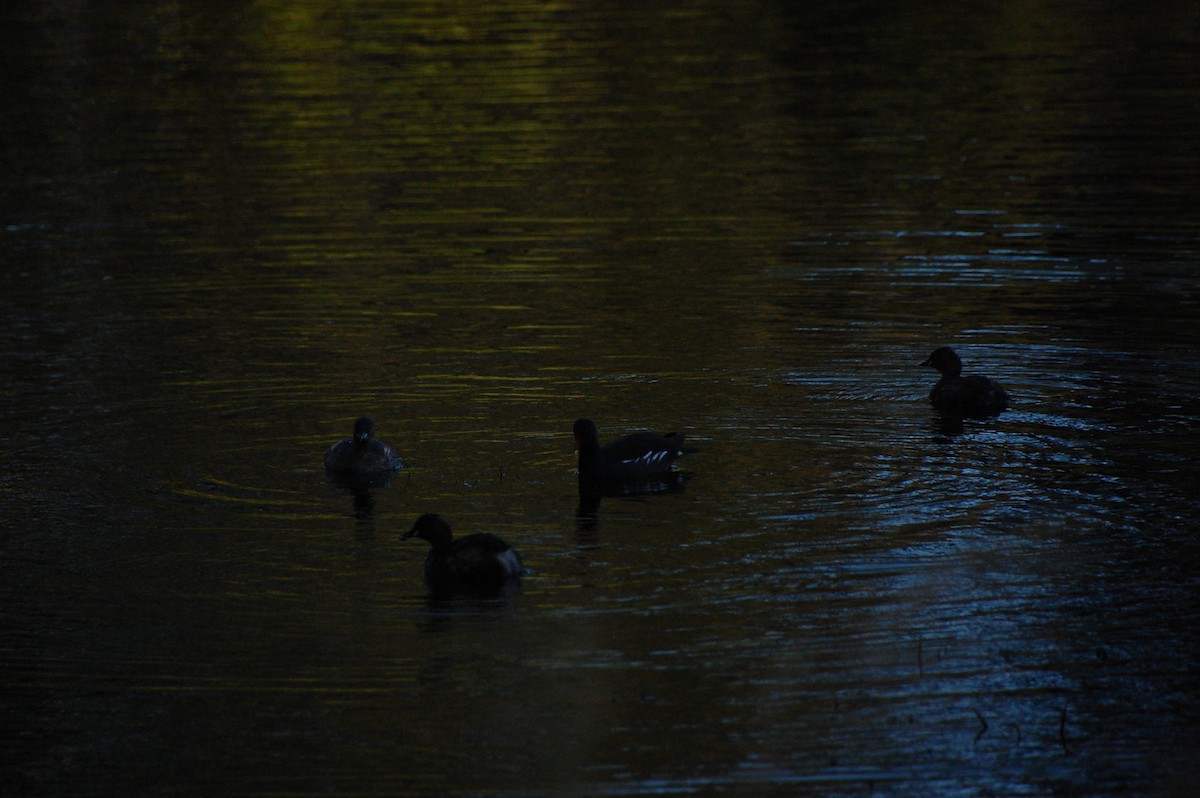 Little Grebe - ML614438382