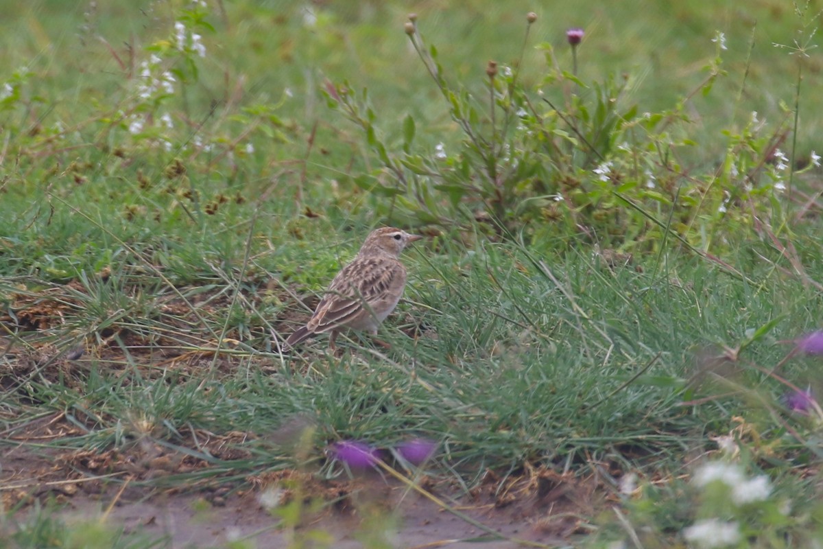 Fawn-colored Lark (Foxy) - ML614438401