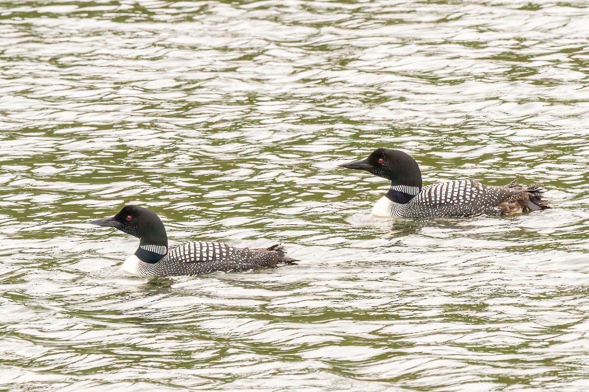 Common Loon - ML614438443