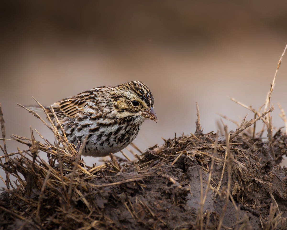 Savannah Sparrow - ML614438480