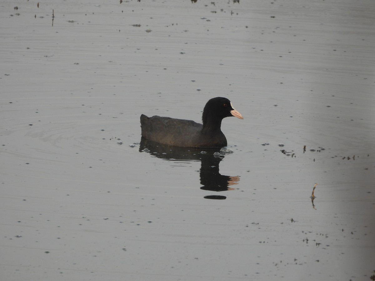 Eurasian Coot - ML614438554