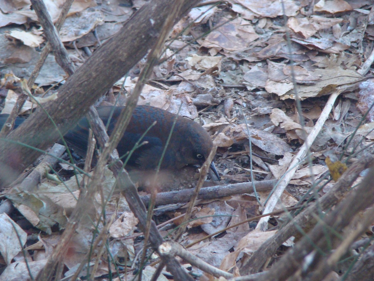 Rusty Blackbird - ML614438570