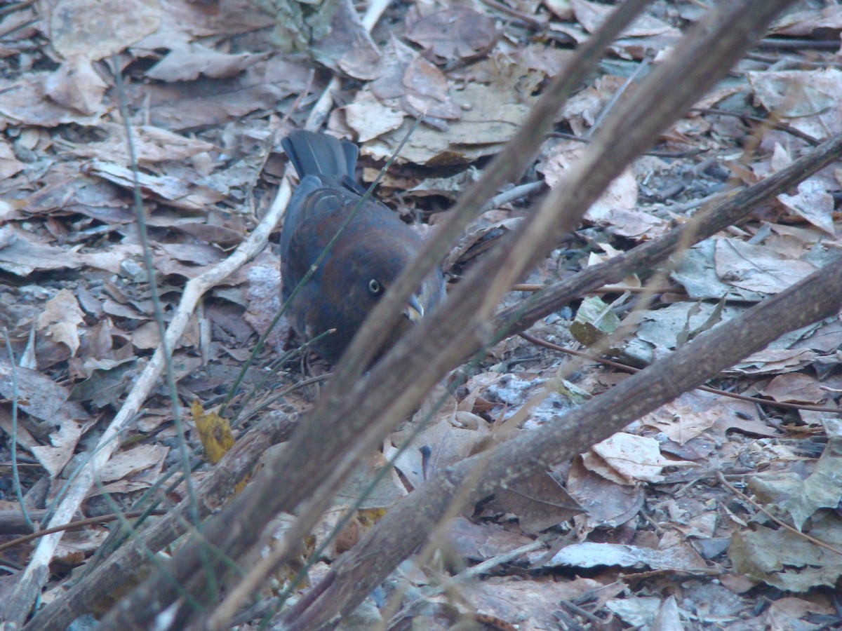 Rusty Blackbird - ML614438571