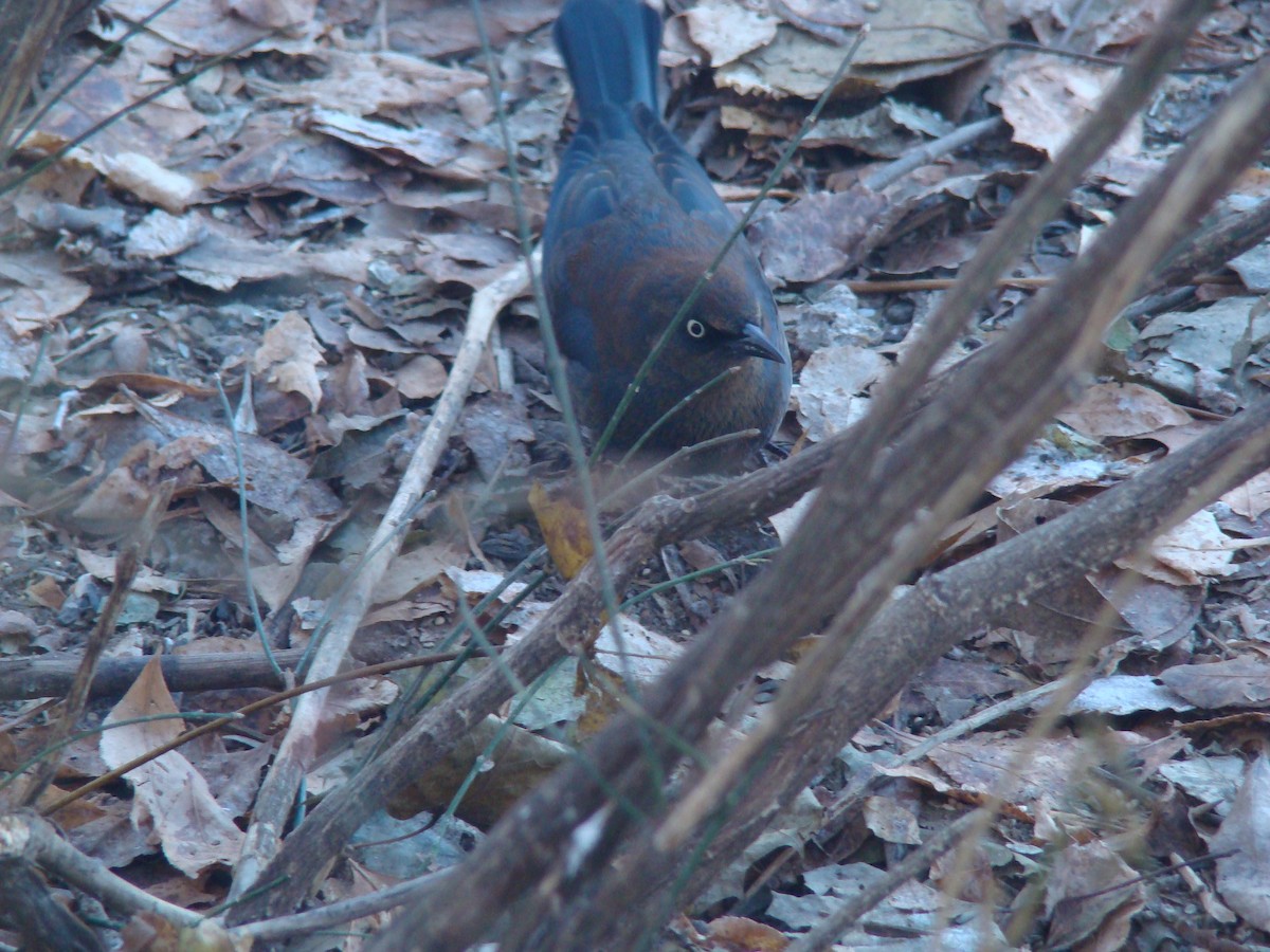 Rusty Blackbird - ML614438573