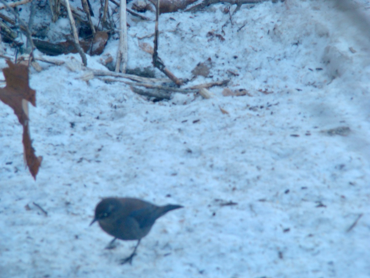 Rusty Blackbird - ML614438574