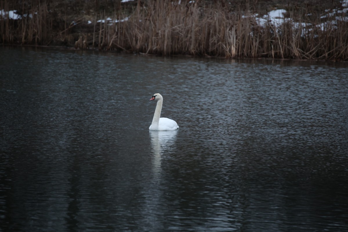 Mute Swan - ML614438577