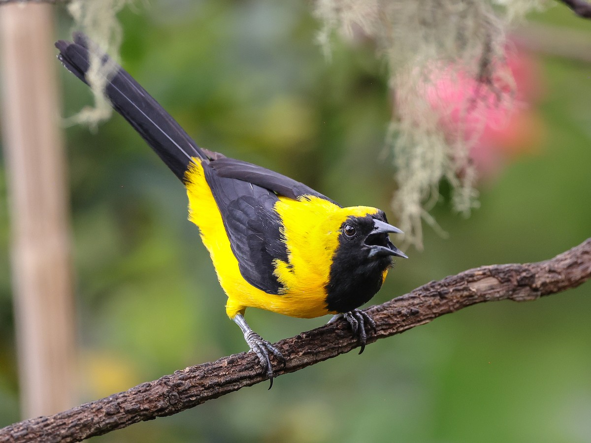 Yellow-backed Oriole - ML614438589