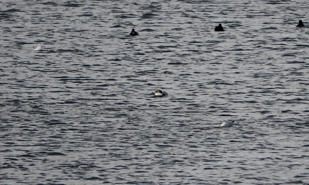 Long-tailed Duck - Jacob Crissup