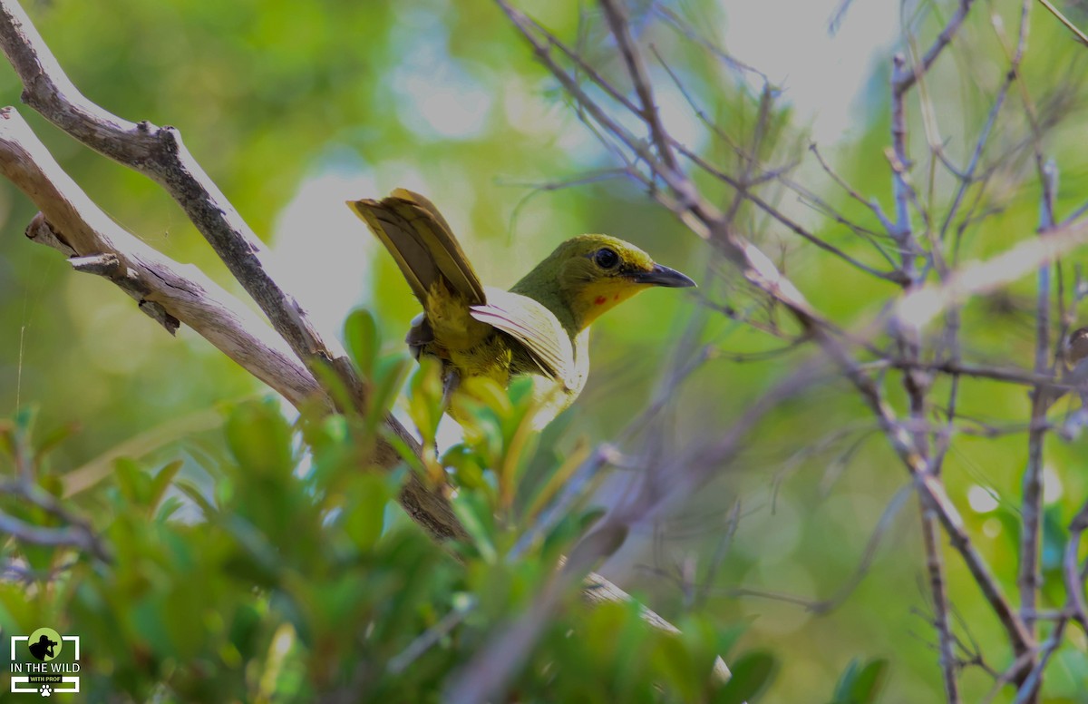 Four-colored Bushshrike - ML614438759