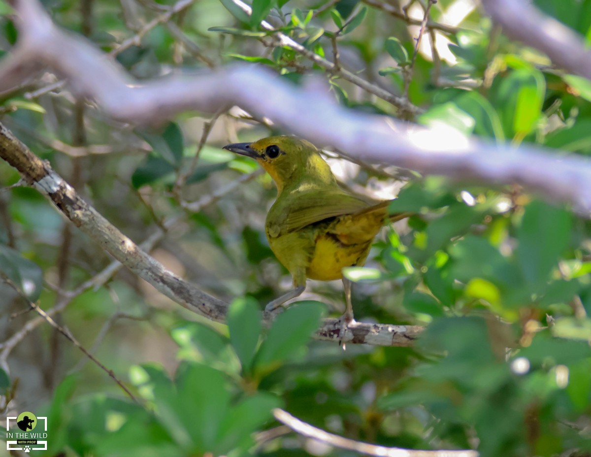 Four-colored Bushshrike - ML614438770