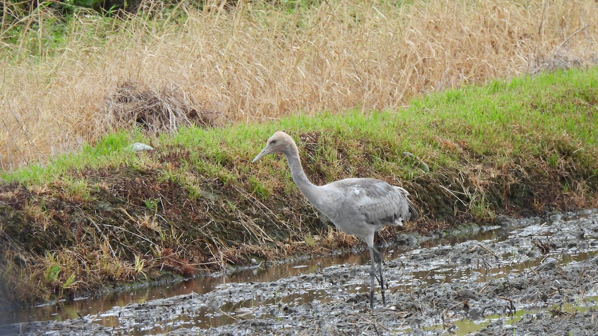 Common Crane - ML614438790