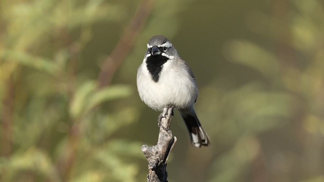 Bruant à gorge noire - ML614438798