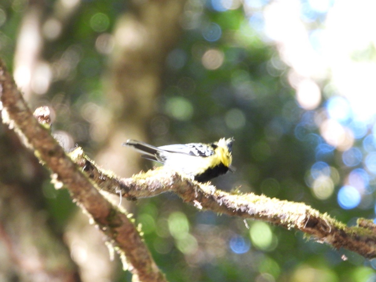 Yellow-cheeked Tit - ML614438885