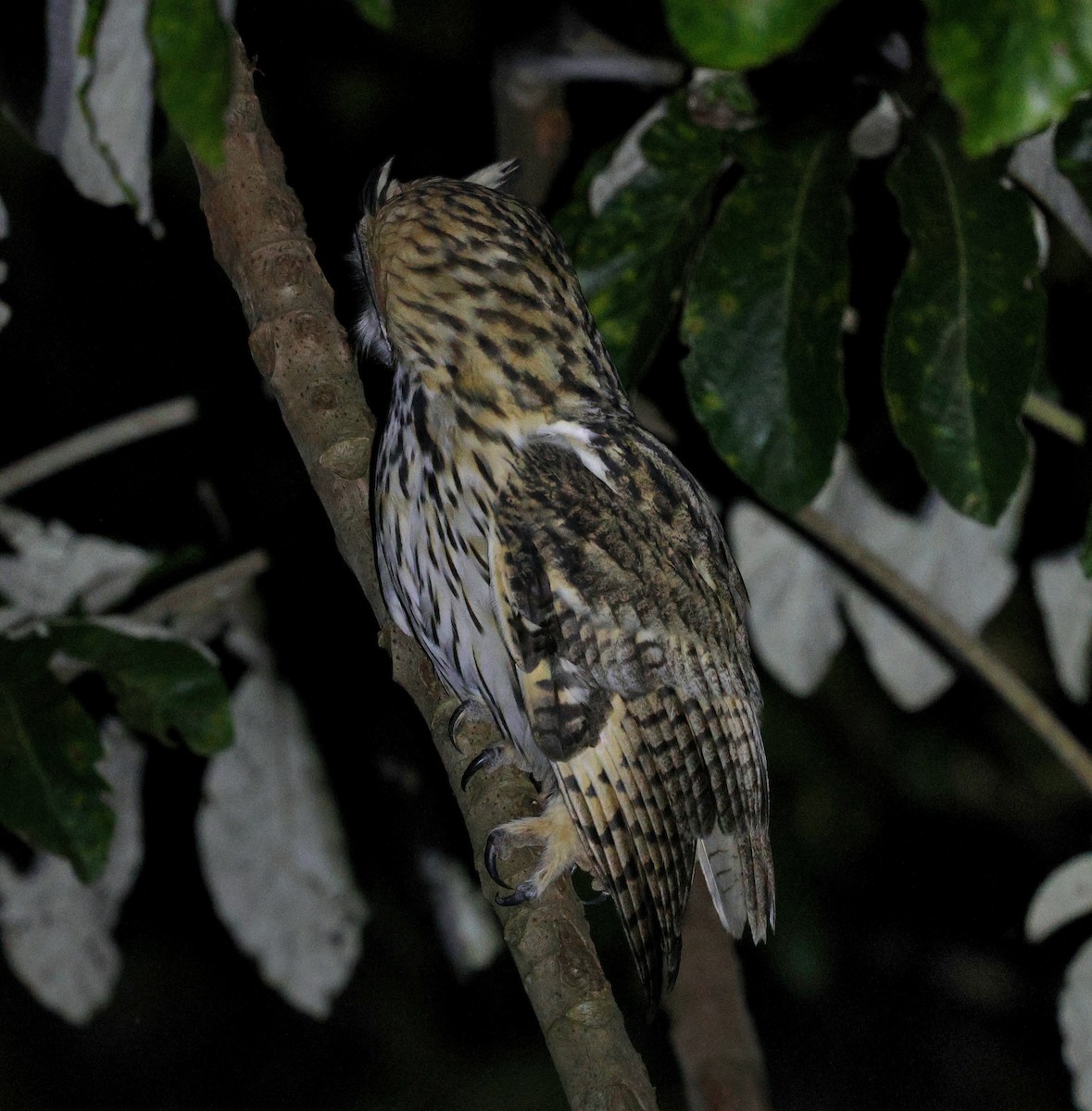 Striped Owl - Miguel Podas