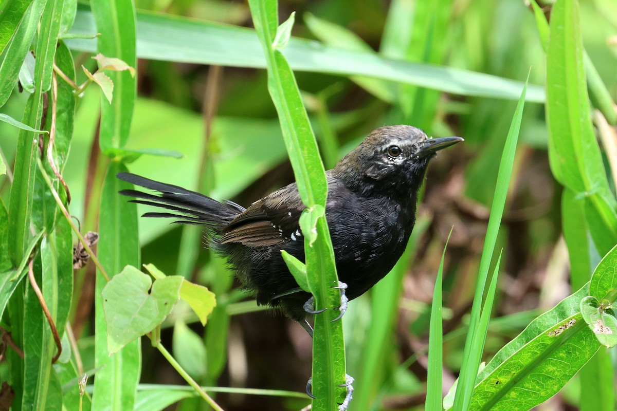 Marsh Antwren - Miguel Podas