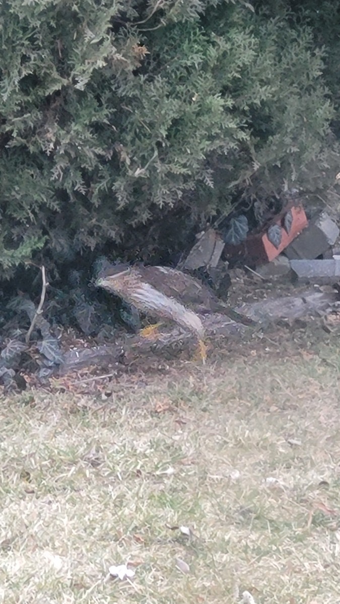 Cooper's Hawk - ML614439010