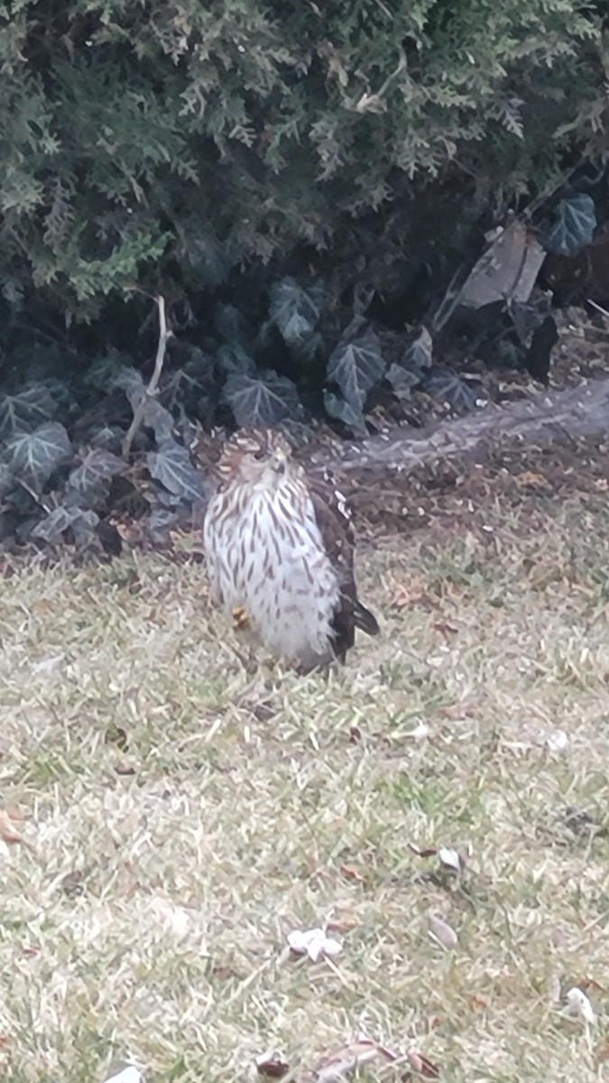 Cooper's Hawk - ML614439018