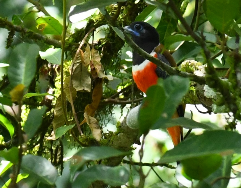 Malabar Trogon - ML614439029