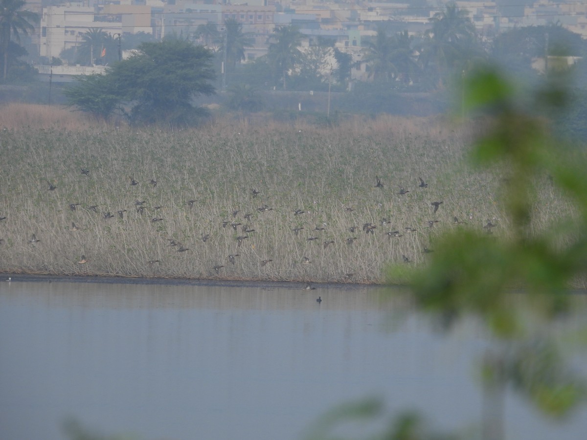 Green-winged Teal - Vivek Rathod