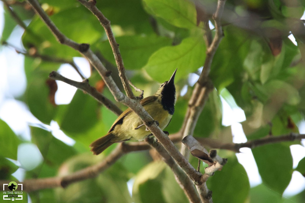 Plain-backed Sunbird - ML614439036