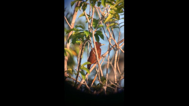 Waved Woodpecker (Scale-breasted) - ML614439082