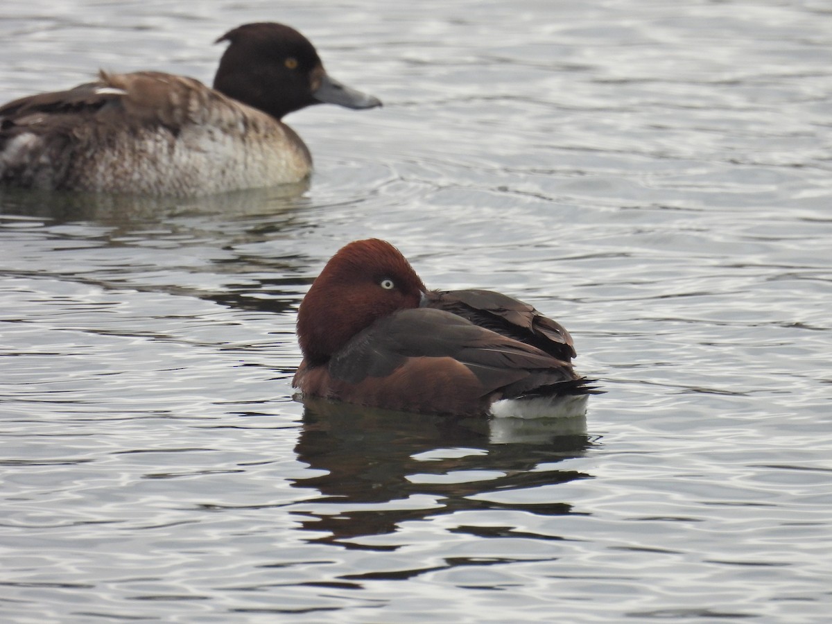 Ferruginous Duck - ML614439091