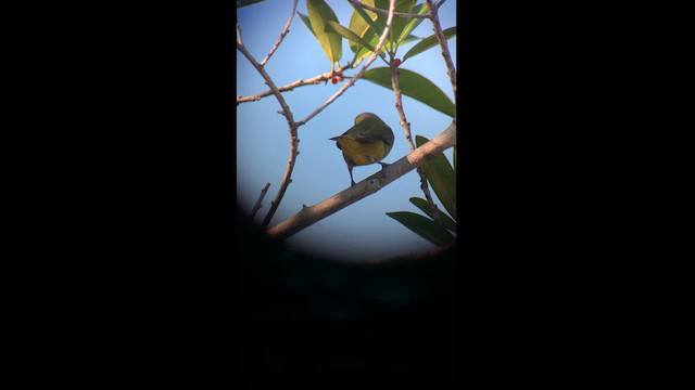 Golden-bellied Euphonia - ML614439093