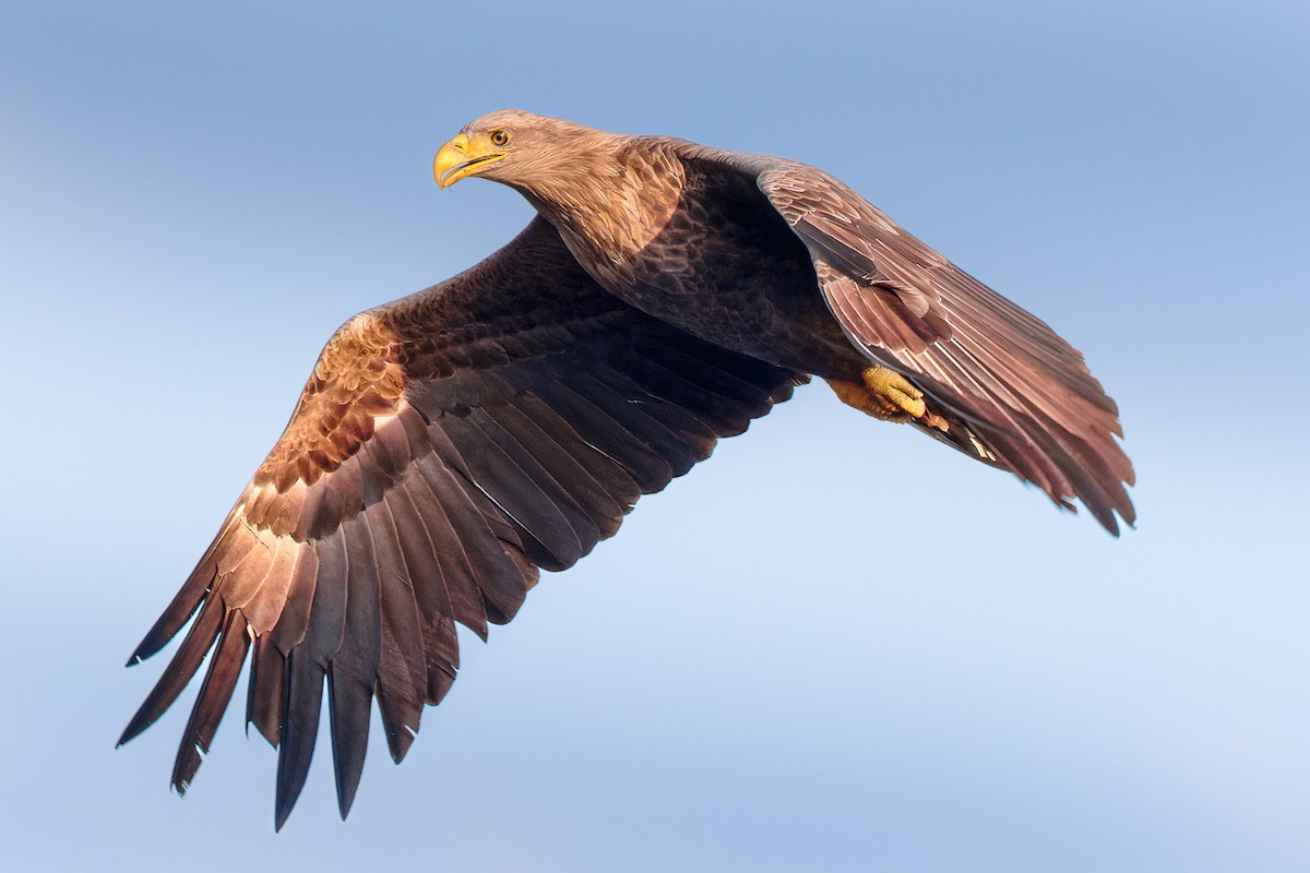 White-tailed Eagle - ML614439196