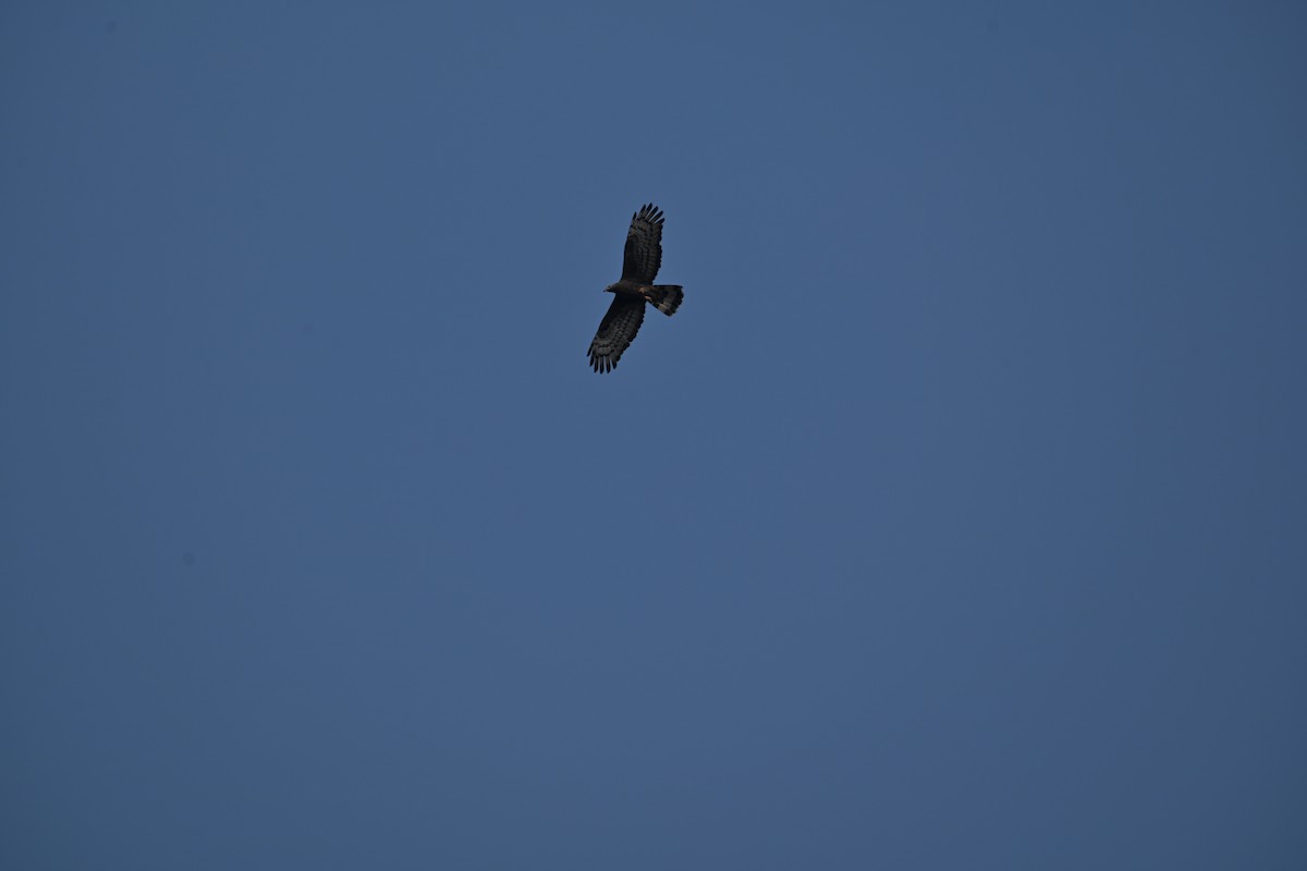 Oriental Honey-buzzard - ML614439219