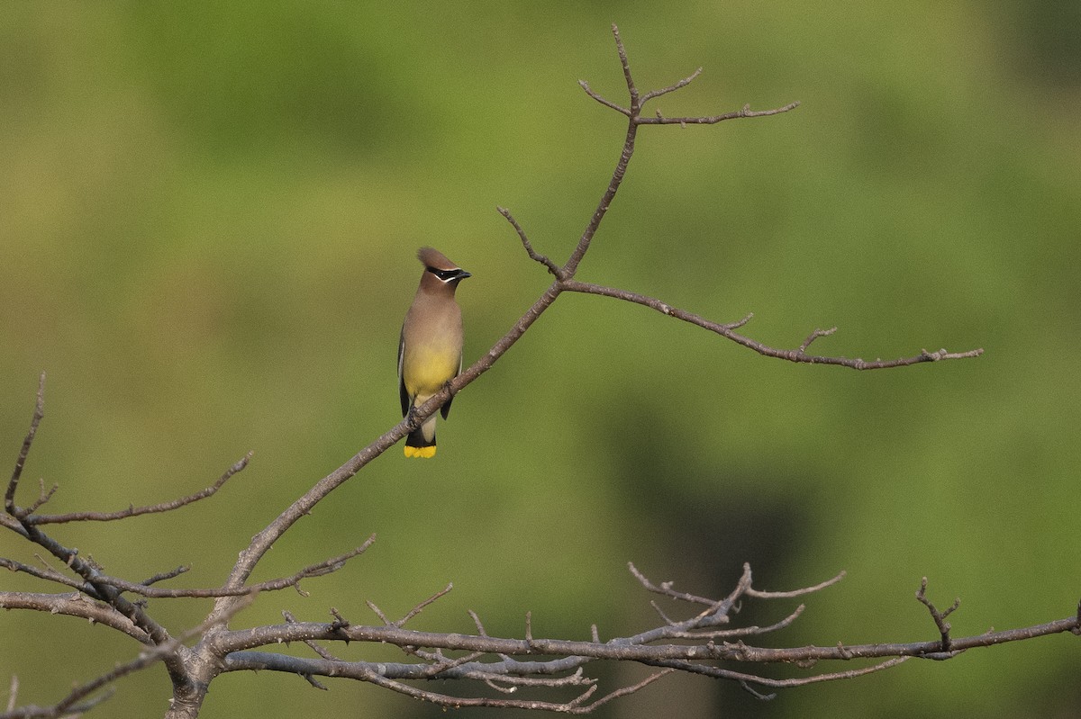 Cedar Waxwing - Gabriel Cordón