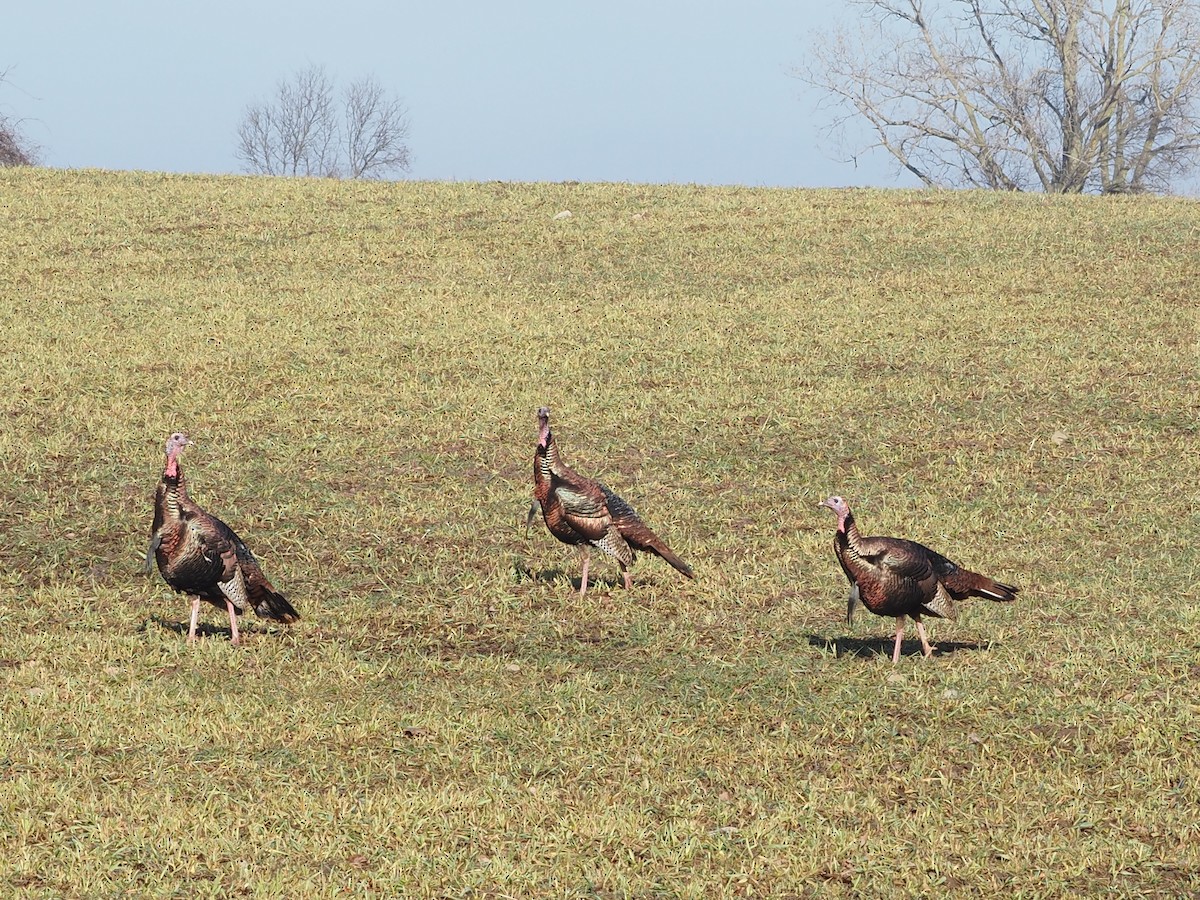 Wild Turkey - ML614439249